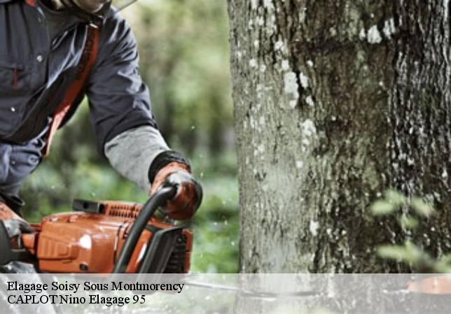 Elagage  soisy-sous-montmorency-95230 MAYER Jean Jacques Elagueur 95