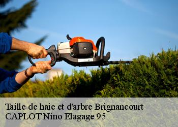 Taille de haie et d'arbre  brignancourt-95640 CAPLOT Nino Elagage 95